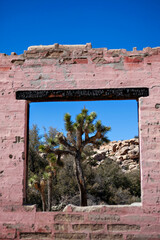 Joshua tree viewed through a weathered pink window frame