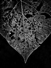 Close-up of a decayed leaf with intricate holes, in monochrome