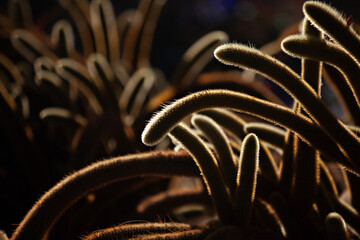 Velvety cactus tendrils bask in backlight.
