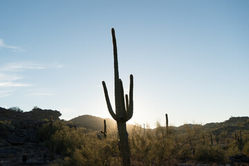 Saguaro Cactus in South Mountain Park and Reserve