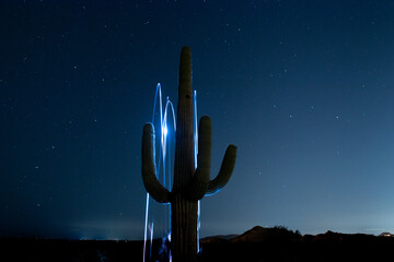 Saguaro Cactus at night in Phoenix Arizona