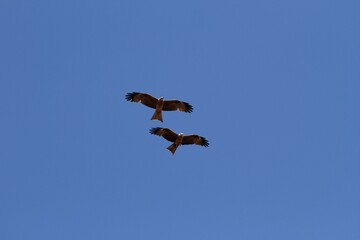 Two whistling kites flying in the sky