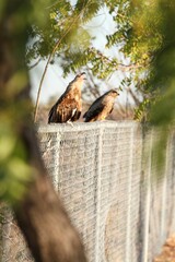 Whistling kites whistling on a fence