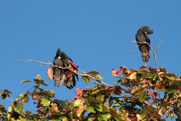 Red-tailed black cockatoos in a tree