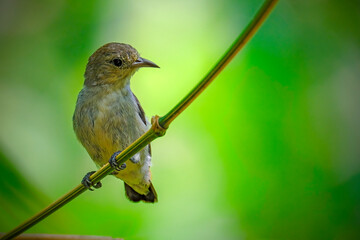 Indonesia small bird perching on tree