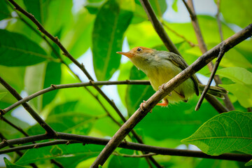 Indonesia small bird perching on tree