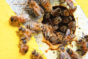 Honeybees at the entrance to a beehive.