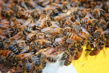 Honeybees clustered on top of a beehive.