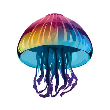 colorful Jelly Fish