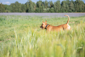A purebred American pit bull terrier plays outdoors.