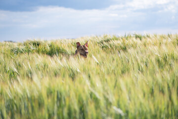 A purebred American pit bull terrier plays outdoors.