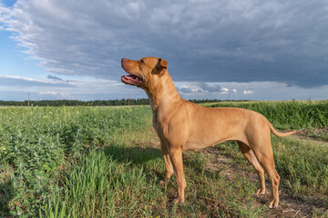 A purebred American pit bull terrier plays outdoors.