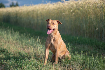 A purebred American pit bull terrier plays outdoors.