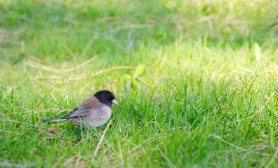 Obraz premium Bird in the grass