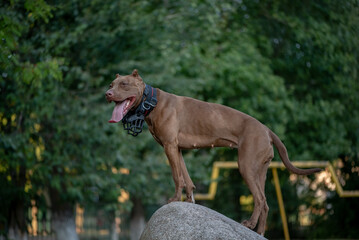 A purebred American pit bull terrier plays outdoors.