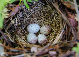 Nest with eggs 2