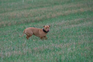 A purebred American pit bull terrier plays outdoors.