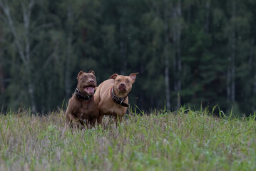 A purebred American pit bull terrier plays outdoors.