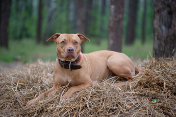 A purebred American pit bull terrier plays outdoors.