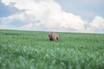 A purebred American pit bull terrier plays outdoors.