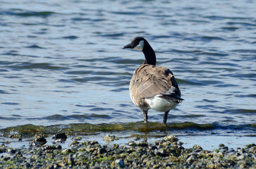 Canada goose on the shore 2