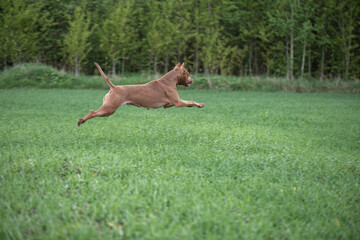 A purebred American pit bull terrier plays outdoors.