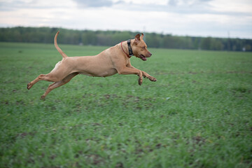 A purebred American pit bull terrier plays outdoors.