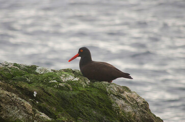 Oystercatcher on the rocks