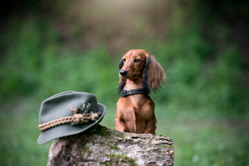 amazing little rabbit size long hair dachshund dog breed, hunting season  with hunting hat