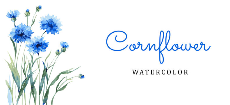 Watercolor blue cornflower banner png. Blue cornflower on an isolated background. Banner template for wedding layouts, invitations, etc. Vector illustration