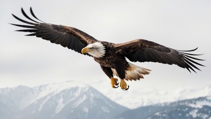 Eagle Flying in snow mountains