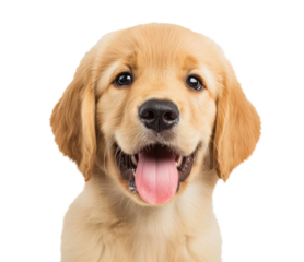 Adorable golden retriever puppy portrait looking isolated on the transparent background