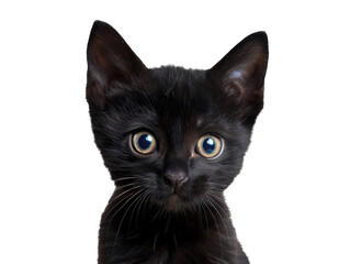 black cat looking at camera isolated on the transparent background