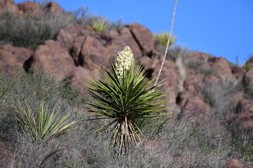 plant in the desert