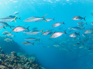 Fototapeta premium キビナゴの大群を襲う迫力あるカンパチとツムブリ（アジ科）の群れ。日本国静岡県伊豆半島賀茂郡南伊豆町中木から渡し船で渡るヒリゾ浜にて。 2022年夏水中撮影。Greater Amberjack (Seriola dumerili) and Rainbow Runner (Elagatis bipinnulata) (horse mackerel family) attacking a lar