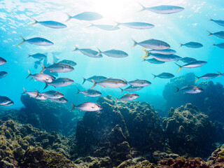 Fototapeta premium キビナゴの大群を襲う迫力あるカンパチとツムブリ（アジ科）の群れ。日本国静岡県伊豆半島賀茂郡南伊豆町中木から渡し船で渡るヒリゾ浜にて。 2022年夏水中撮影。Greater Amberjack (Seriola dumerili) and Rainbow Runner (Elagatis bipinnulata) (horse mackerel family) attacking a lar