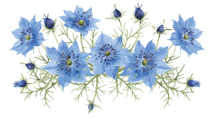 Gorgeous blooming blue Nigella flowers isolated on white