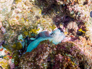 岩の間に隠れる大きな美しいワモンダコ（マダコ科）。
逃げるために墨を吐いた。

日本国静岡県伊豆半島賀茂郡南伊豆町中木から渡し船で渡るヒリゾ浜にて。
2022年夏水中撮影。

A big beautiful Big Blue Octopus (Octopus cyanea) hiding among the rocks.
It spit ink to escape.

Hirizohama bea