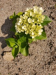 flowers on the ground