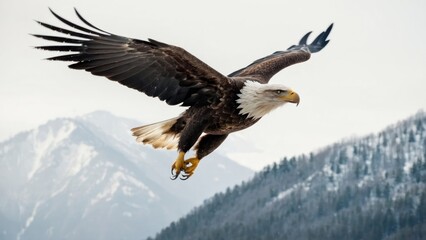 Fototapeta premium Eagle fly in snow Mountain Sit on Branch