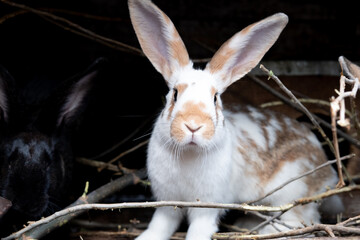Beautiful fluffy white brown rabbit in his cage on a farm.