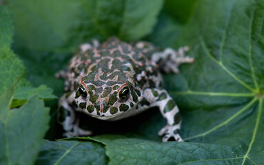 The European green toad (Bufotes viridis), Crimea