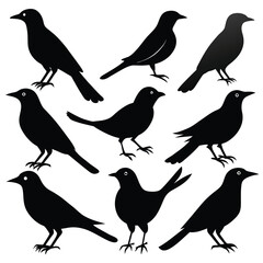 Set of Magpie animal black Silhouette Vector on a white background