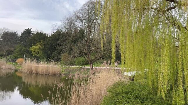 Planten un Blomen park in Hamburg, Germany. Park with pond footage. Trees and TV tower reflections on the water mirror.