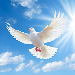 Obraz premium white dove flying with blue sky,White dove flying in the sun rays among the clouds,