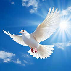 Obraz premium white dove flying with blue sky,White dove flying in the sun rays among the clouds,