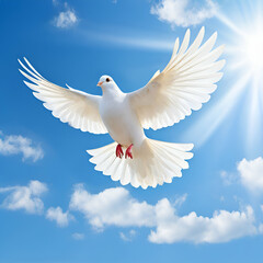white dove flying with blue sky,White dove flying in the sun rays among the clouds,