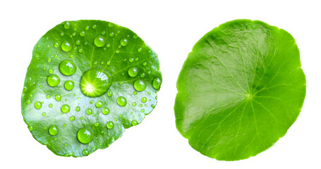 Green leaves of centella asiatica with rain drop (Gotu Kola) Fresh herb plant