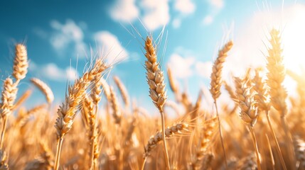 Obraz premium golden wheat field, blue sky, sunny day, supersharp, 8k
