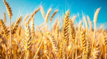 golden wheat field, blue sky, sunny day, supersharp, 8k